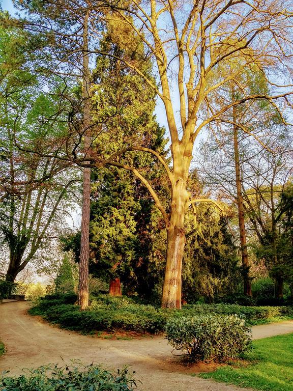 Hotel Eden Am Kurpark Bonn Exteriör bild